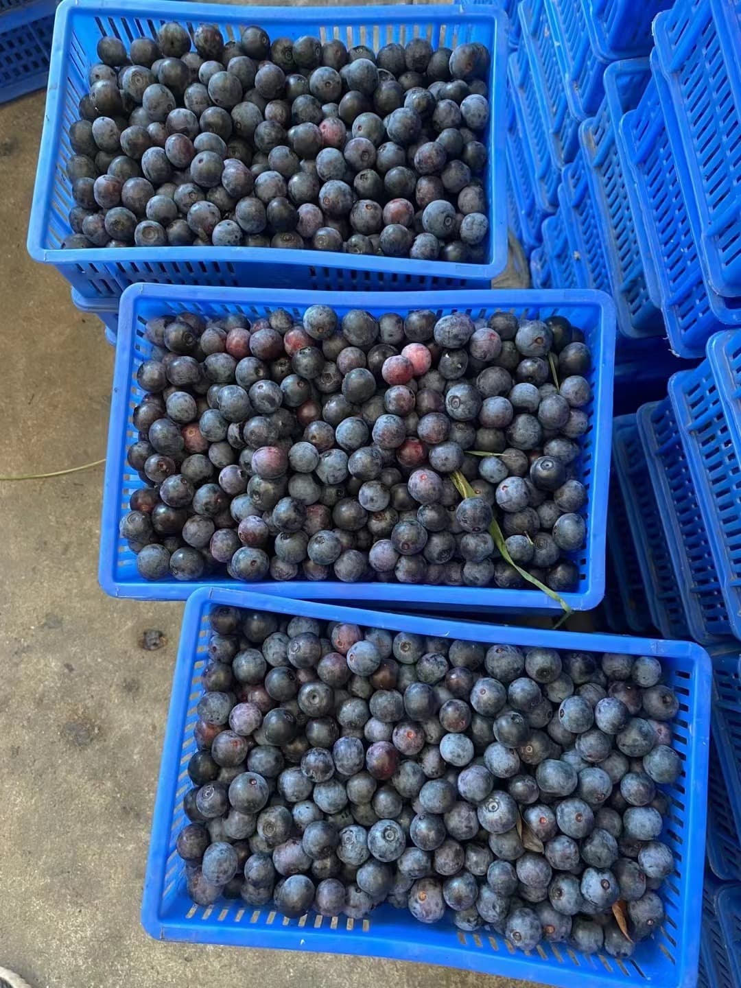 分选周转中的蓝莓鲜果